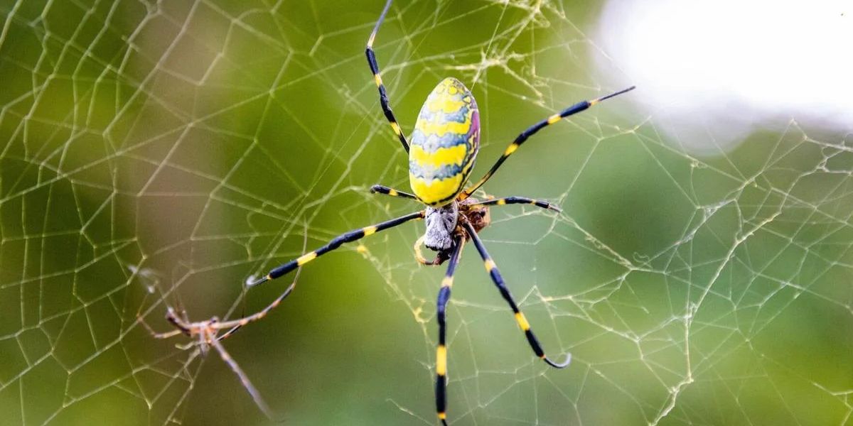 4 Venomous Spiders You Might Encounter in Arkansas Stay Informed and Safe (1)