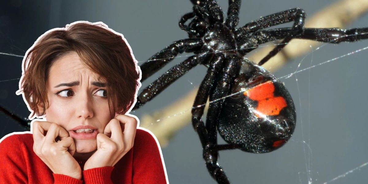 4 Venomous Spiders You Might Encounter in Arkansas Stay Informed and Safe