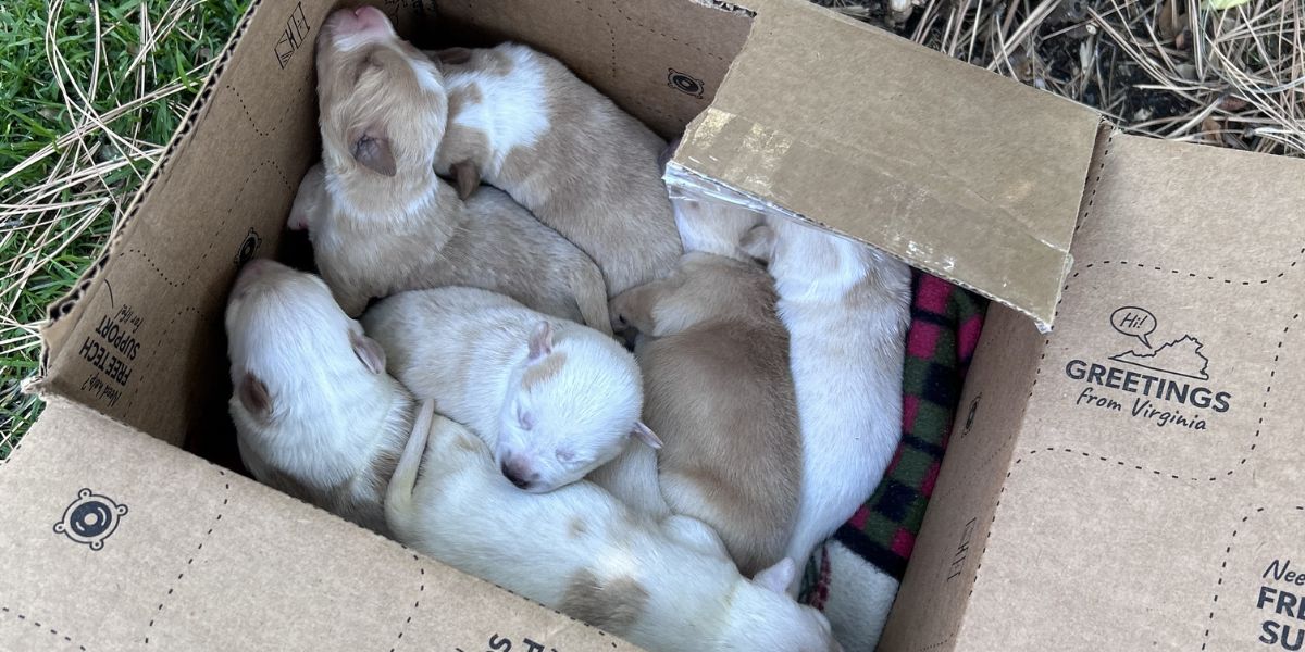 Abandoned Puppies Found Behind Garbage Can in Bend Park, Rescued and Placed in Foster Homes