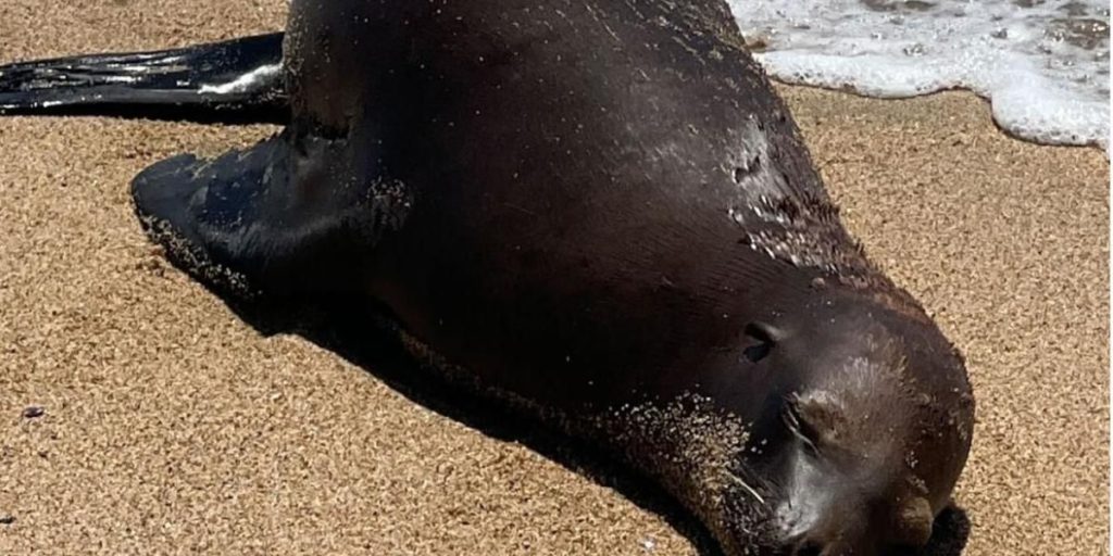 California Sea Lion Shot and Killed; Authorities Search for Suspect