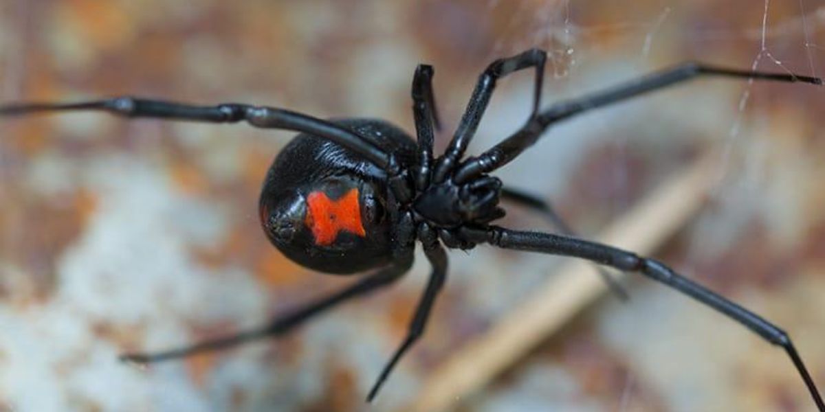 Stay Informed The 4 Most Venomous Spiders in Mississippi and Tips for Safe Encounters (1)