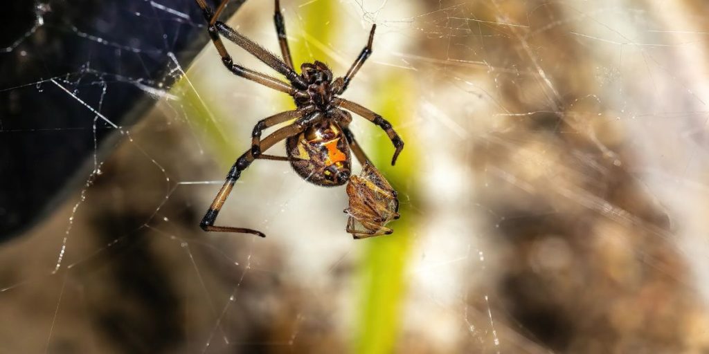 Stay Informed The 4 Most Venomous Spiders in Mississippi and Tips for Safe Encounters