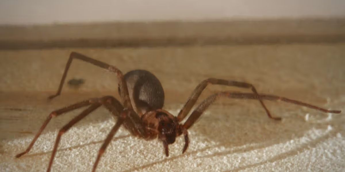 Stay Informed the 5 Most Venomous Spiders in California and How to Identify Them (1)