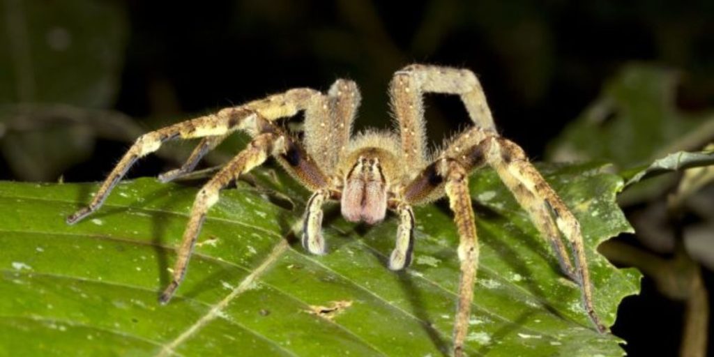 Stay Informed the 5 Most Venomous Spiders in California and How to Identify Them