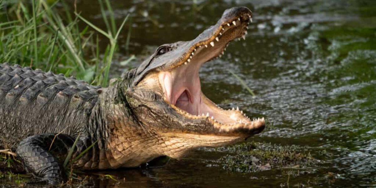 The 7 Most Dangerous Animals in Louisiana’s Wetlands and Swamps You Should Avoid