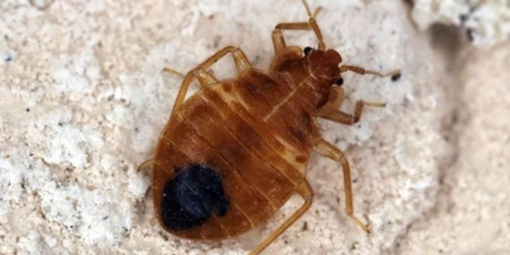 Is Nashville Really the Bed Bug Capital of Tennessee What’s Behind the Growing Infestation Problem