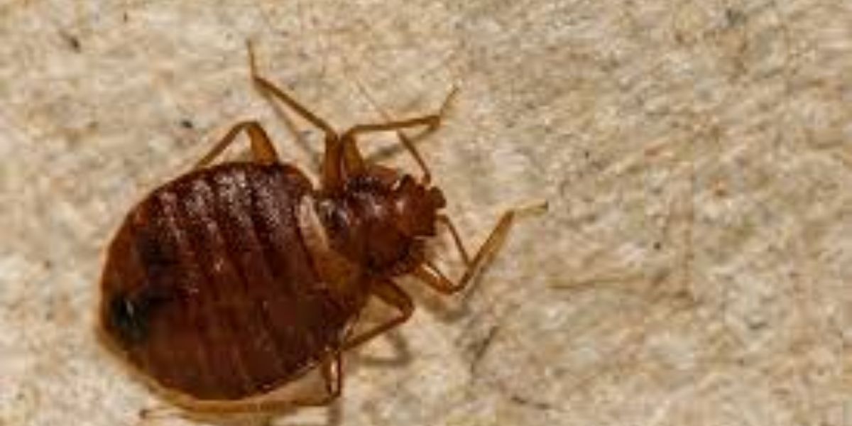 Is Nashville Really the Bed Bug Capital of Tennessee What’s Behind the Growing Infestation Problem