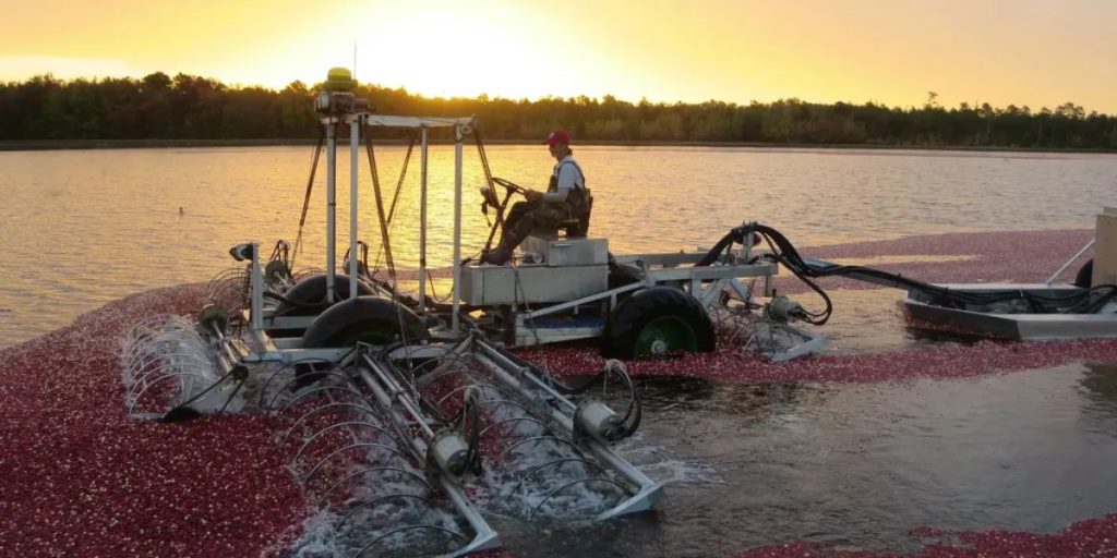 New Jersey Cranberry Farmers Face Major Challenges as Thanksgiving Looms Amid Severe Drought