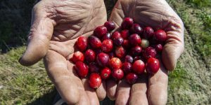 New Jersey Cranberry Farmers Face Major Challenges as Thanksgiving Looms Amid Severe Drought