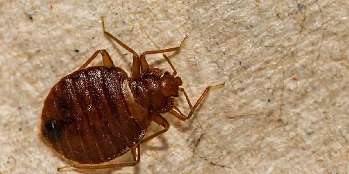 The Bed Bug Blitz How 5 Minnesota Cities Are Battling a Growing Infestation