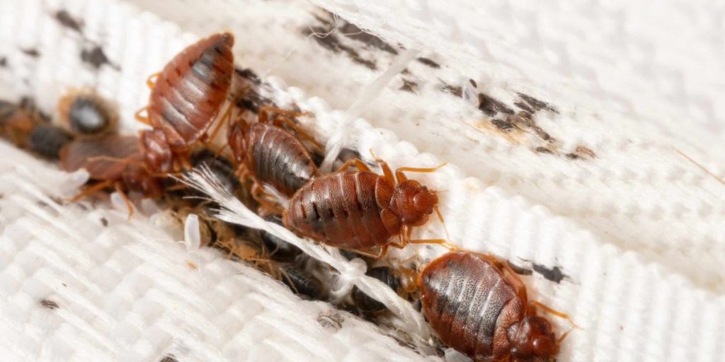 The Bed Bug Blitz How 5 Minnesota Cities Are Battling a Growing Infestation