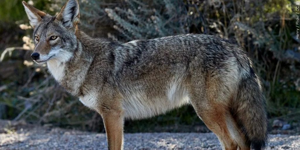 Coyote That Attacked 4-year-old Girl on Thanksgiving Being Sought by Colorado Parks and Wildlife