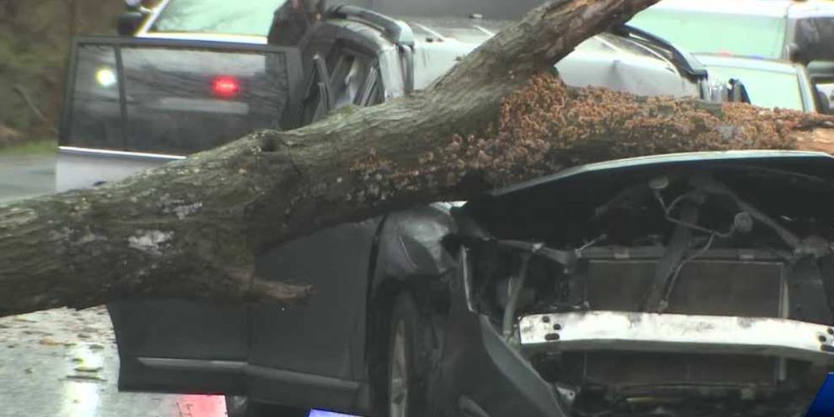 Parent Dead, Child Injured After Massive Tree Crash Onto SUV in West Whiteland Township, PA